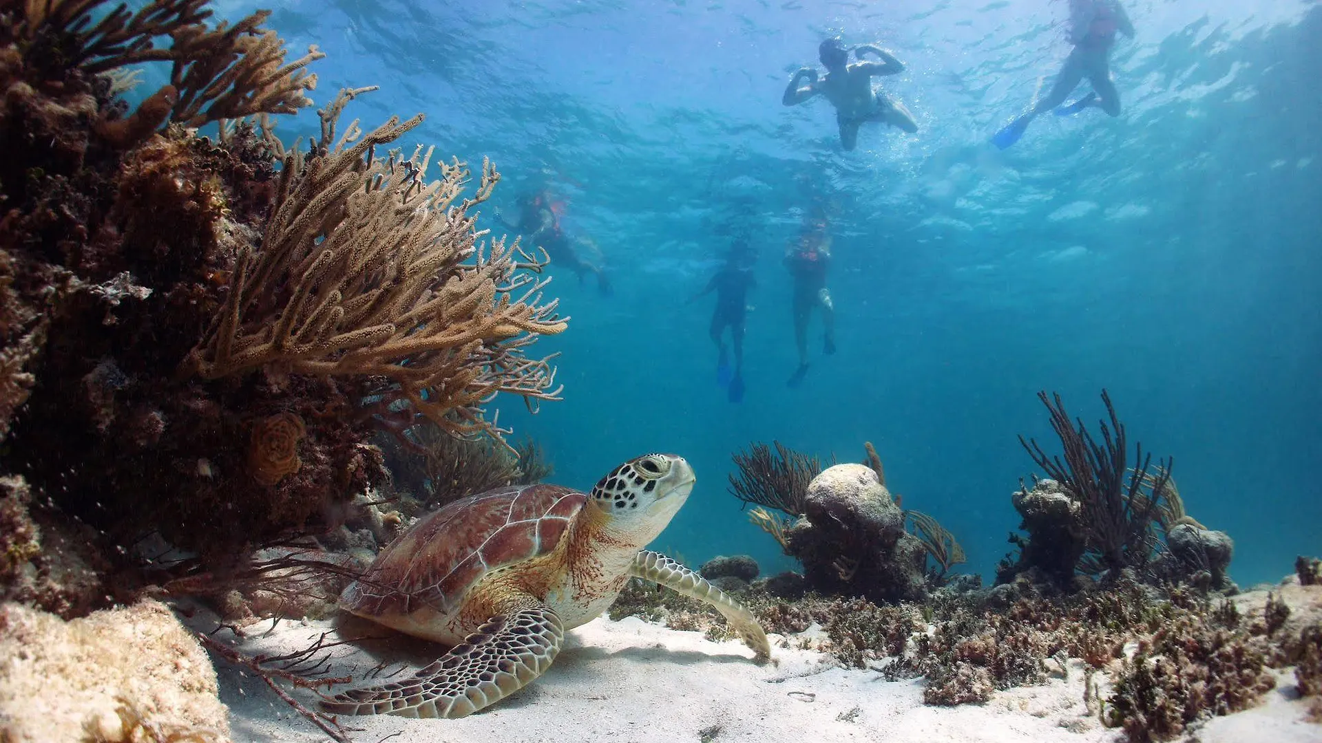 Akumal Natura Glamping Hotel